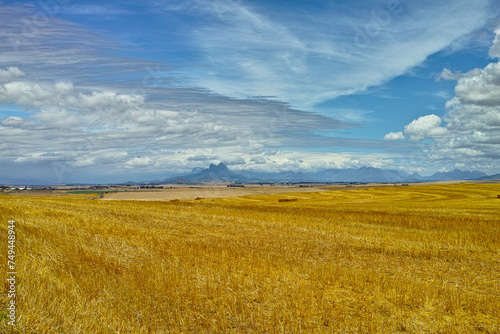 Open, field and landscape with clouds in sky for wellness, nature and countryside for harvest. Grass, straw and golden grain for farming, environment and wheat crop for rural life or agriculture view