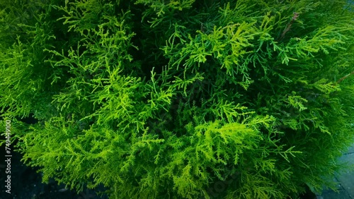 Microbiota decussata. Thuja occidentalis plant. This is a coniferous plant that is a beautiful shrub. It usually grows near people, in places where there is a garden photo
