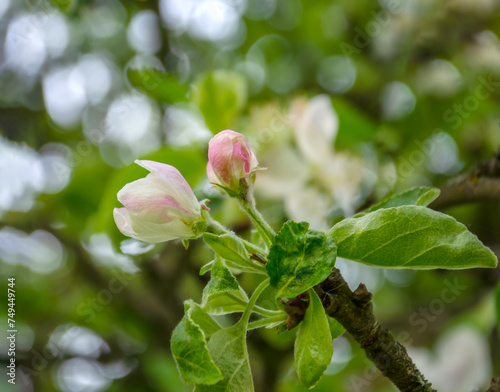 Blooming apple tree branch in the spring garden.