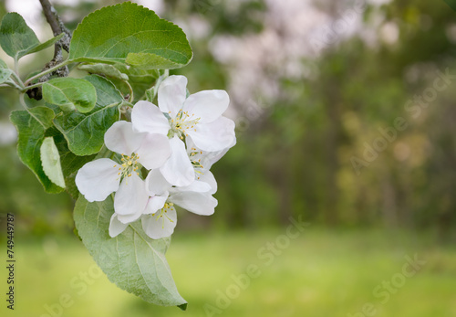 Blooming apple tree branch in the spring garden.