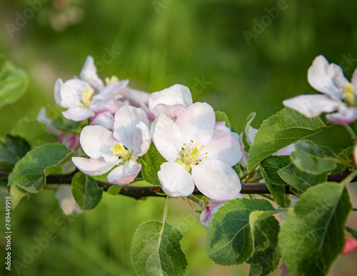 Delicate apple tree flowers, close-up