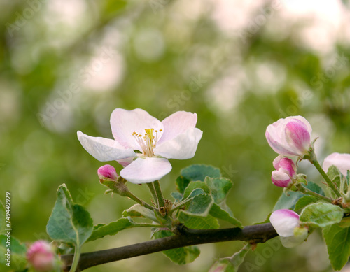 Blooming apple tree branch with white flowers close-up.
