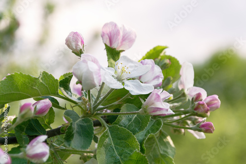 Delicate apple tree flowers, close-up