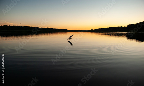 Seagull at sunset © oleg_ru