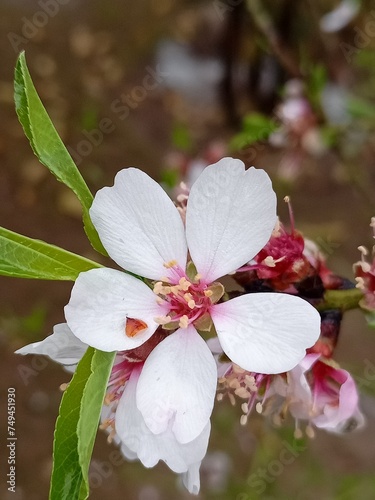 tree blossom
