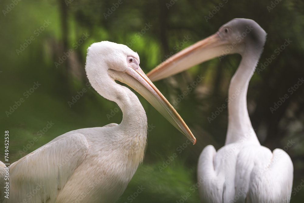 Couple of american white pelicans - pelecanus erythrorhynchos- Photography taken in the nature