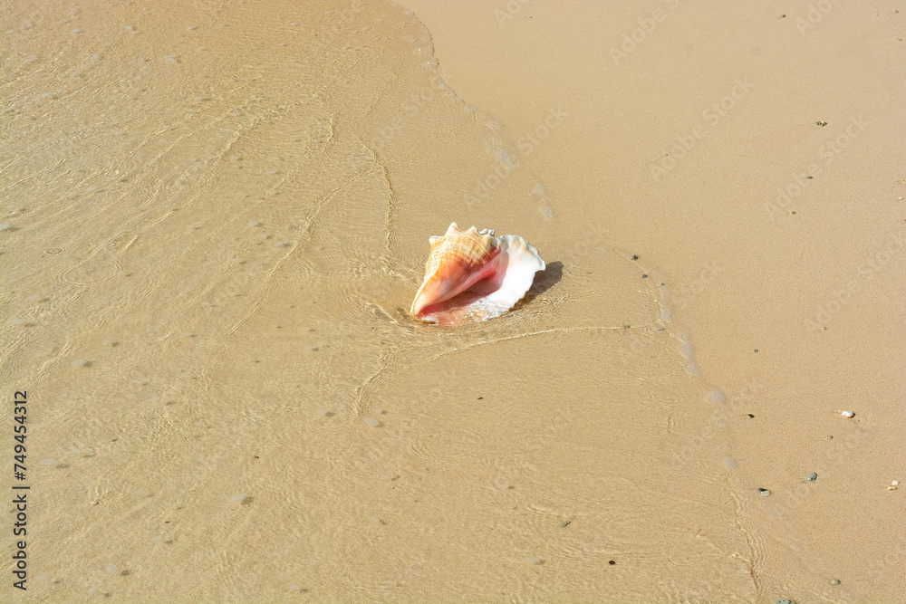 A beautiful photo of an adult queen conch shell on the Caribbean shore. A beautiful photo of an adult queen conch shell on the Caribbean shore.