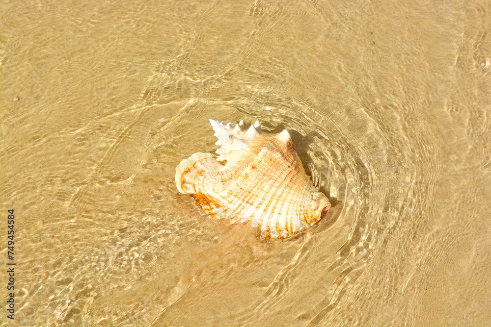 A beautiful photo of an adult queen conch shell on the Caribbean shore. A beautiful photo of an adult queen conch shell on the Caribbean shore.