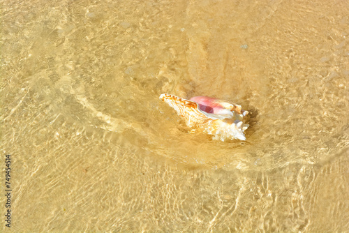 A beautiful photo of an adult queen conch shell on the Caribbean shore. photo