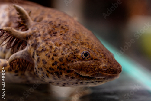 Close up of a beautiful brown axolotl