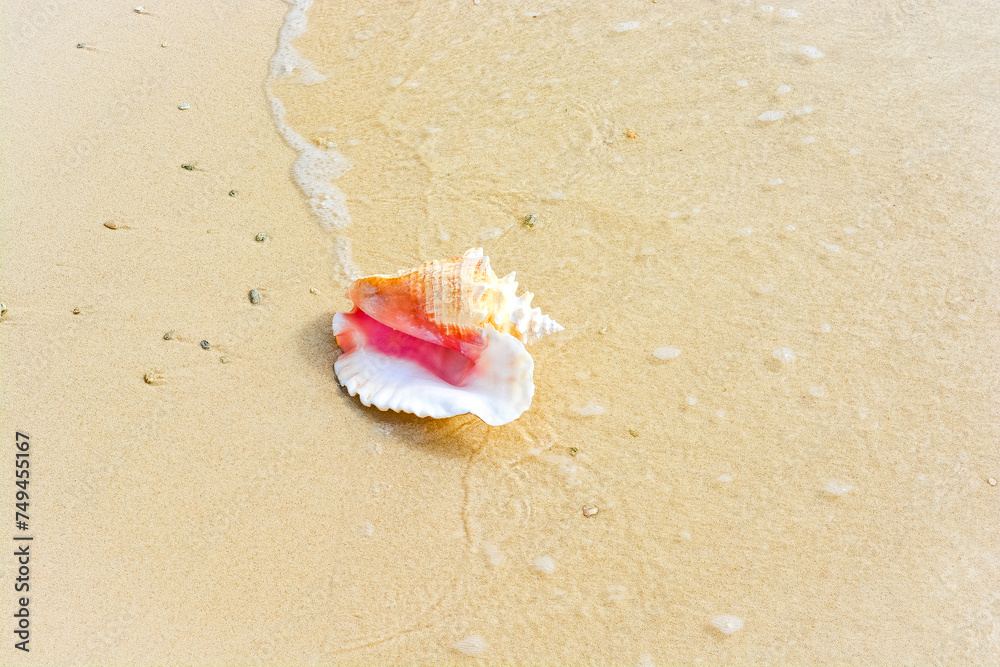 A beautiful photo of an adult queen conch shell on the Caribbean shore. A beautiful photo of an adult queen conch shell on the Caribbean shore.