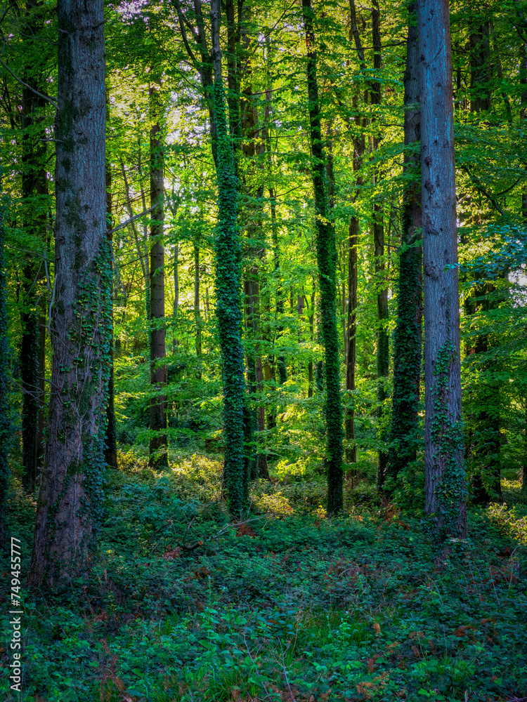 Kingley Vale National Nature Reserve