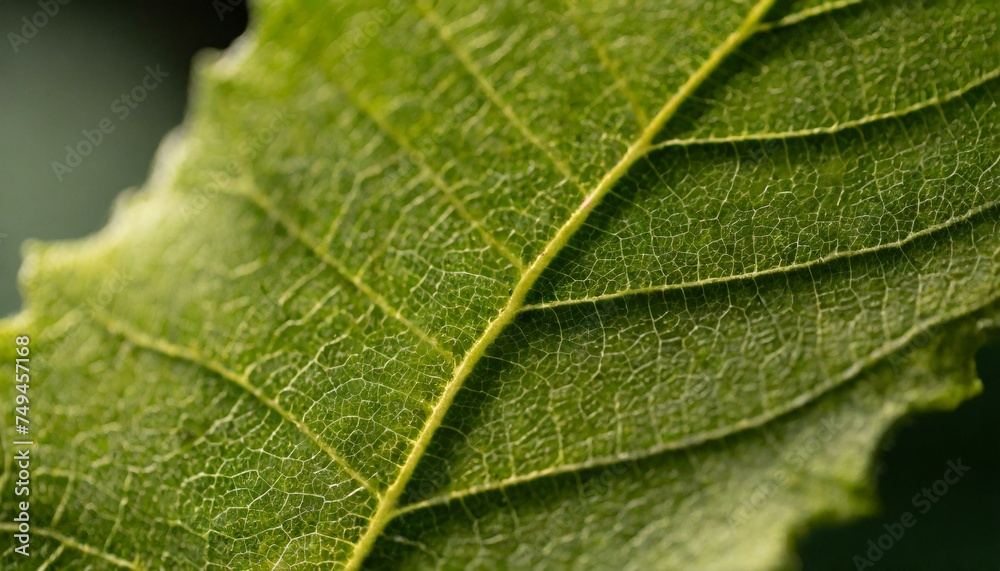 Macro leaf texture close-up; natural leaf textured pattern, shallow depth Macro leaf texture close-up; natural leaf textured pattern, shallow depth