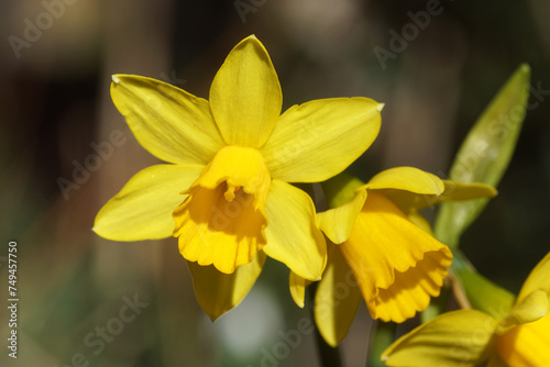 Close up trumpet yellow flowers of daffodil  Narcissus cyclamineus T  te    t  te   Amaryllis family  Amaryllidaceae . Dutch garden. Netherlands  March