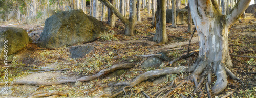 Forest  ground and trunk of tree with leaves in nature  park or woods with environment in autumn. Outdoor  countryside and roots of eucalyptus in soil on trail or path on mountain with rocks