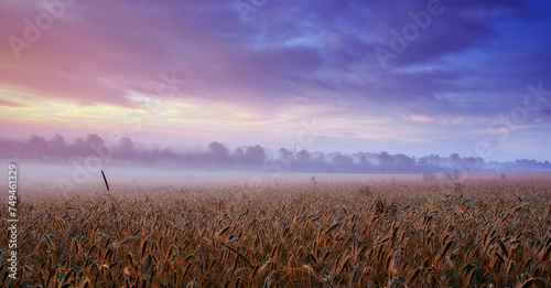Quadro em tela Clouds, wheat or field for mist, dramatic or scenery in panorama for landscape, banner or wallpaper