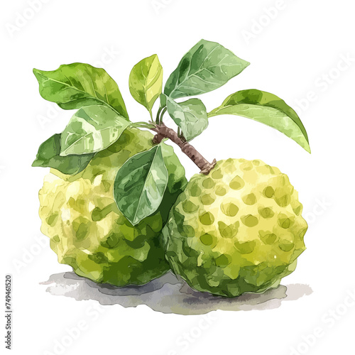 watercolor painting of a custard apple fruit (Green Sugar Apple) isolated on a white background, Drawing Illustration, Vector clipart, Graphic.