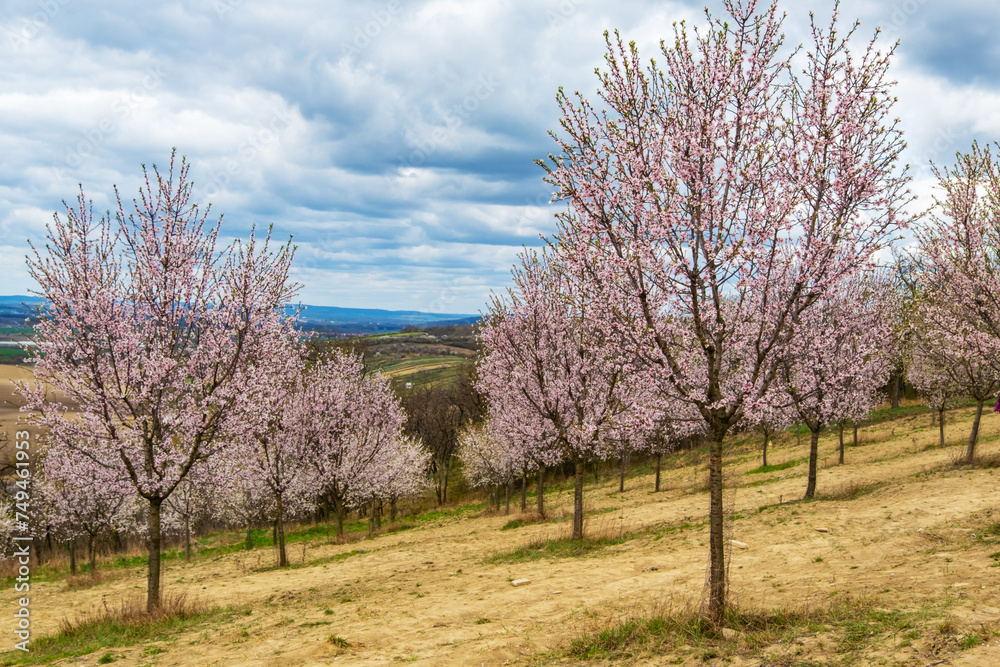 Almond orchard in bloom, Hustopece village, Czech Almond orchard in bloom, Hustopece village, Czech