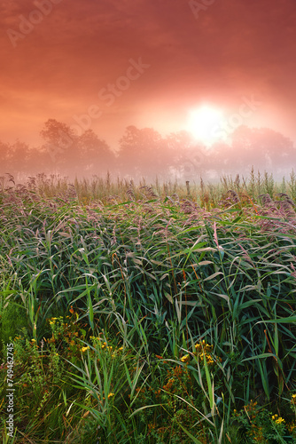 Wheat field  crop and farm with sunrise fog for harvesting production or small business for plant  growth or environment. Countryside  forest and mist in rural Thailand or summer  outdoor or travel