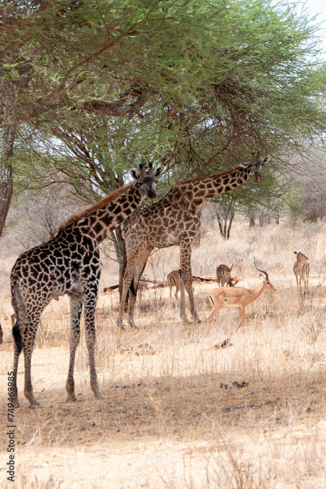 Obraz premium Tarangire, Tanzania, October 24, 2023. Two giraffes in the savannah under a tree
