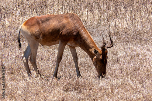 Ngorongoro, Tanzania, October 25, 2023. The Coke hartebeest or Kongoni is a large migratory antelope photo