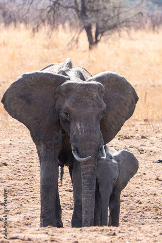 Tarangire  Tanzania  October 24  2023. Female elephant and her baby elephant