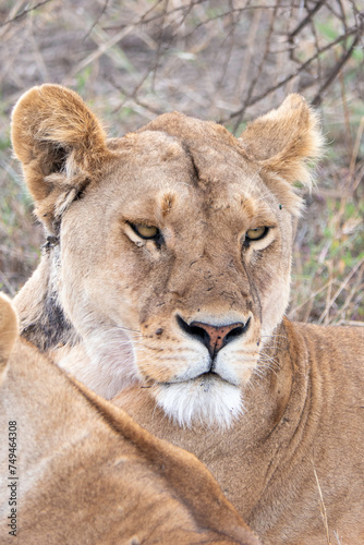 Serengeti, Tanzania, October 26, 2023.lioness resting in the plain