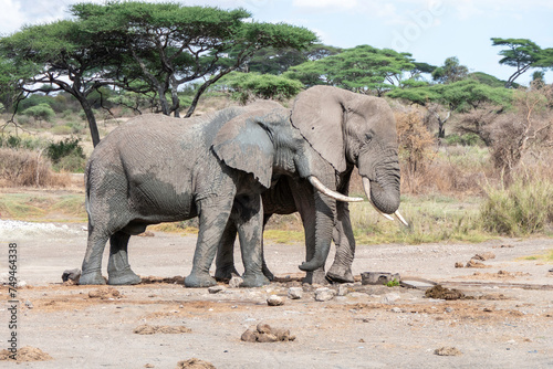 Serengeti, Tanzania, October 26, 2023.Two elephants in the plain