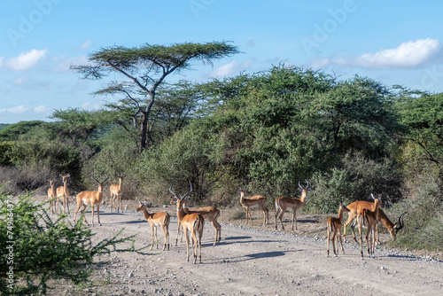 Serengeti  Tanzania  October 27  2023. impalas walking on a road in the national park