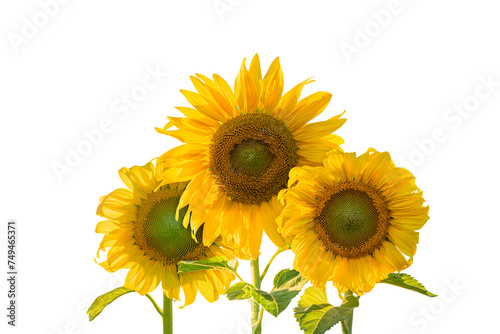 Sunflower isolated on transparent background. PNG File