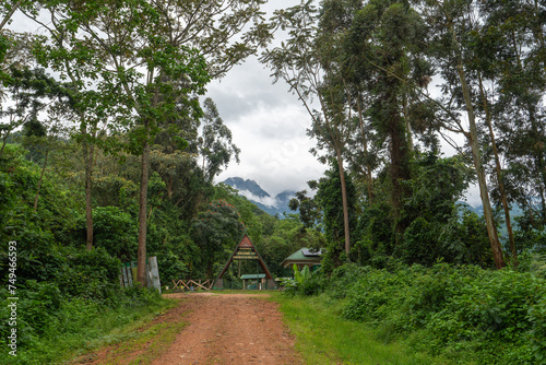 Straße mit hohen Bäumen und Eingang zum Rwenzori National Park
