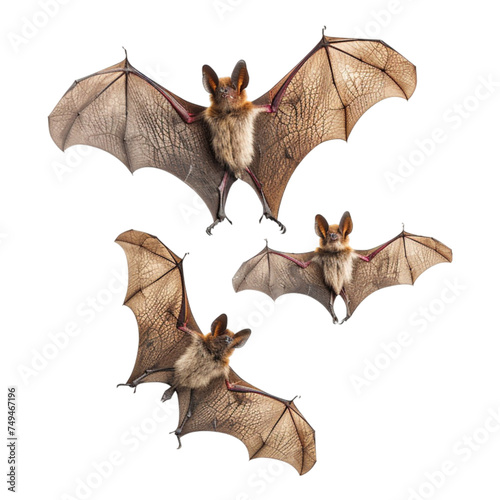 bat and bats on transparent background 