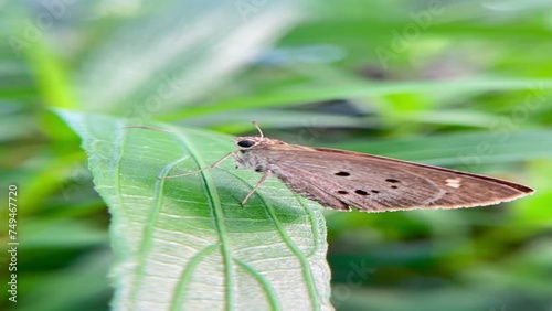 side view of butterfly on a leaf, Indian palm bob butterfly (suastus gremius) on a green leaf