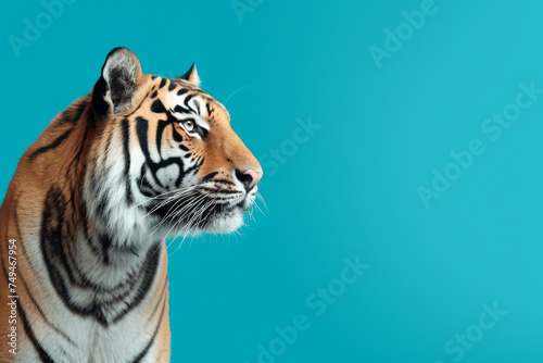 a tiger  cute  scary  isolated on pastel blue background  with copy space for text