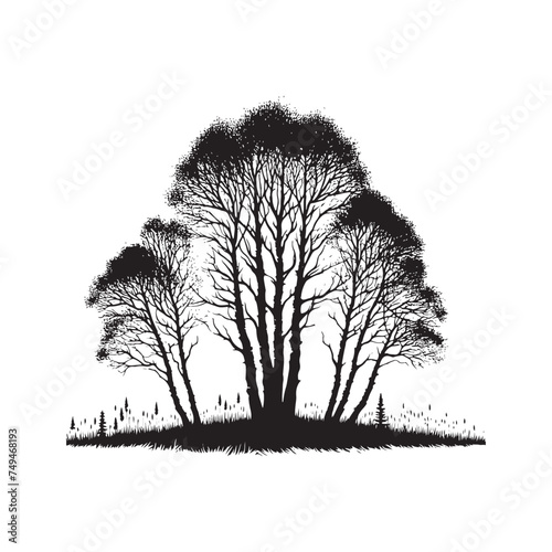 Whispering Leaves  A Captivating Aspen Tree Silhouette Swaying in the Breeze - Aspen Tree Illustration - Aspen Tree Vector 