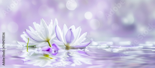 White water lilies with purple petals floating on serene waters, illuminated by soft light creating a magical atmosphere, perfect for themes of nature, peace, and tranquility backgrounds.