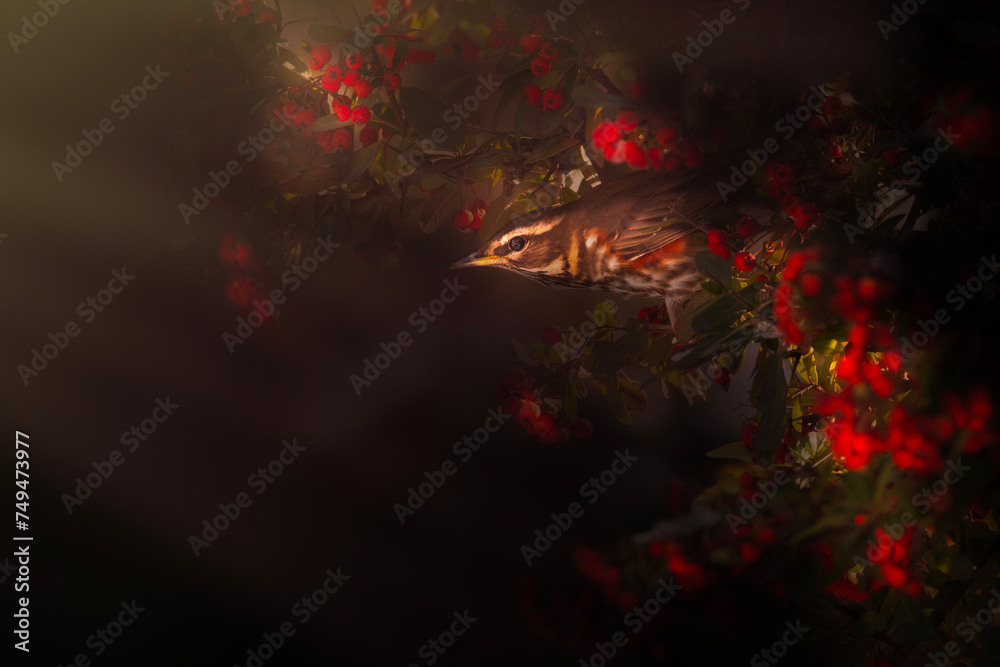 Bird photo captured with great light. Artistic wildlife. Dark background. Redwing. Turdus iliacus.