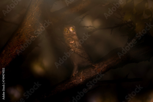 Owl. Bird photo captured with great light. Artistic wildlife. Dark background.