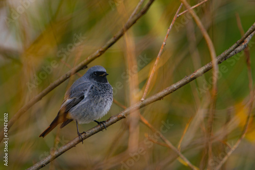 bird, nature, wildlife, animal, wild, branch, sparrow, beak, birds, robin, tree, feather, flycatcher, songbird, feathers, titmouse, avian, wing, sitting, small, brown, tufted, perched, green, white