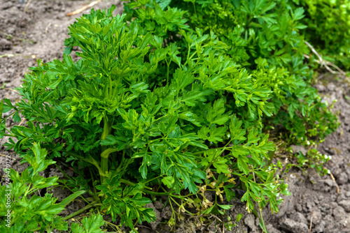 Fresh and green parsley grows in a bright beautiful garden bed.