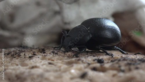 Trypocopris vernalis, sometimes dor beetle or spring dor beetle, is type of dung beetle, near the dog's skull. Animals, Insecta, Coleoptera, Geotrupidae. Insect Macro view in wildlife photo