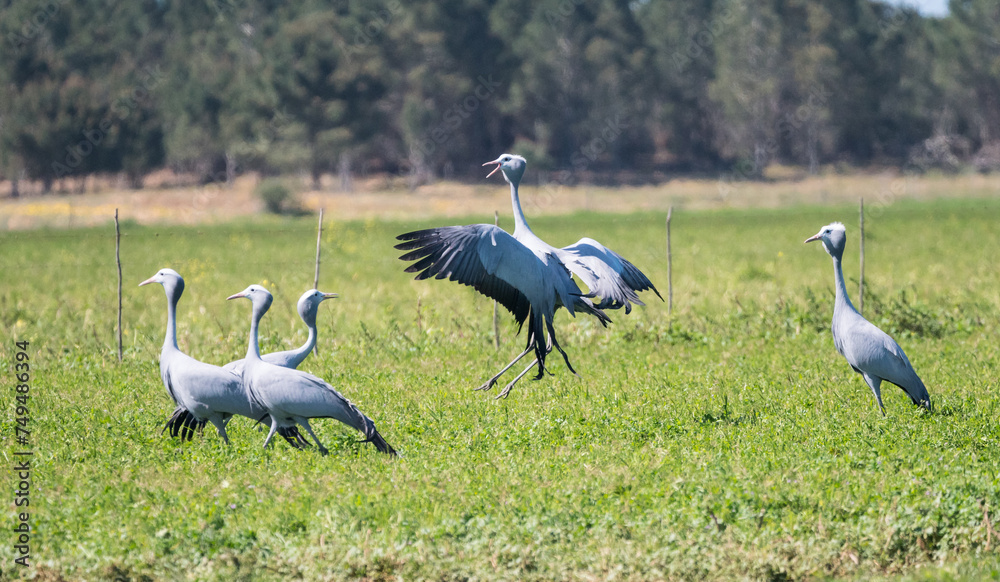 Obraz premium blue crane (Grus paradisea) flock or group of birds display mating or courtship ritual dance by jumping off the grass closeup in the wild of Western Cape, South Africa