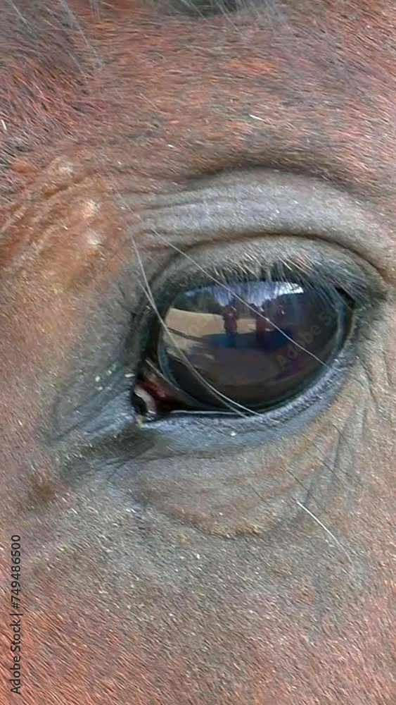 Horse eye is close. The animal gelding looks sad.