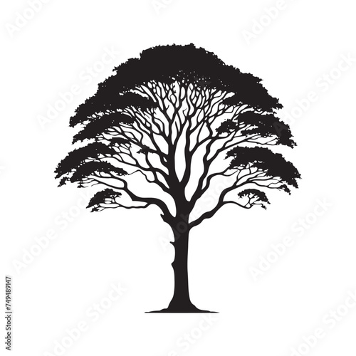 Majestic Sycamore Tree Silhouette Standing Tall Against the Sky - Illustration of Sycamore Tree - Vector of Sycamore Tree - Silhouette of Sycamore Tree
