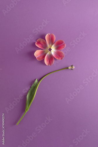 Toulip flower petals arranged in circle. Minimal concept. Flat Lay. photo