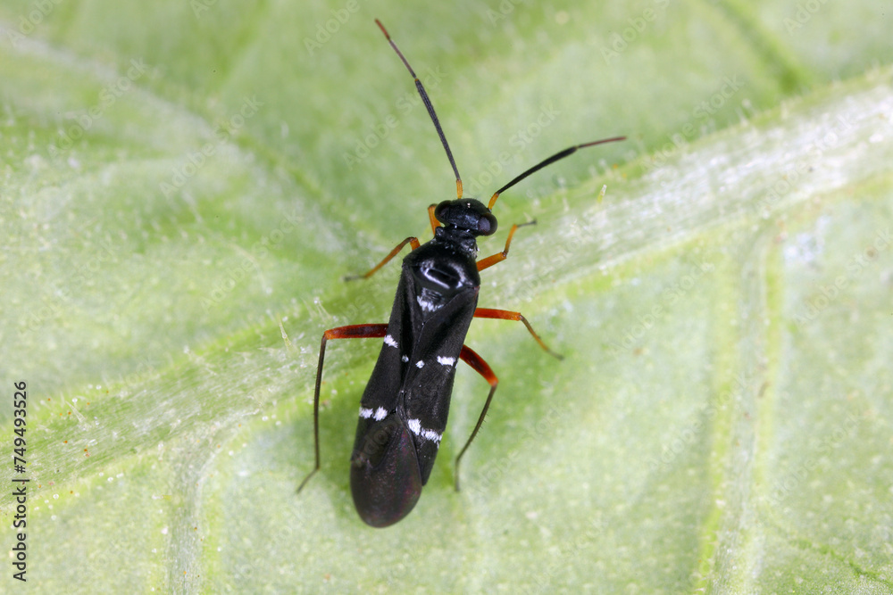 Φωτογραφία Globiceps sphaegiformis a small bug of the family Miridae pretending to be an ant (mimicry)