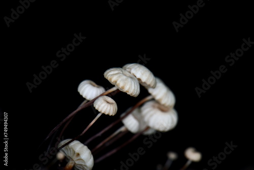 Marasmius rotula aka Pinwheel mushroom isolated on black. photo