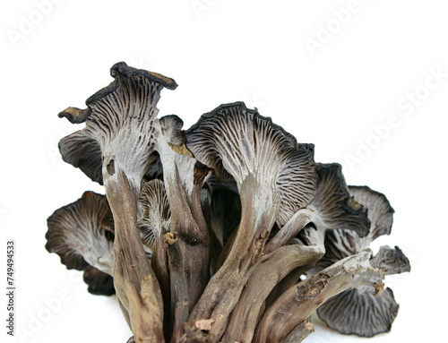 фотографія Cantharellus cinereus, the ashen chanterelle isolated on white.