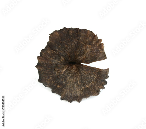 Принти на полотні Cantharellus cinereus, the ashen chanterelle isolated on white.