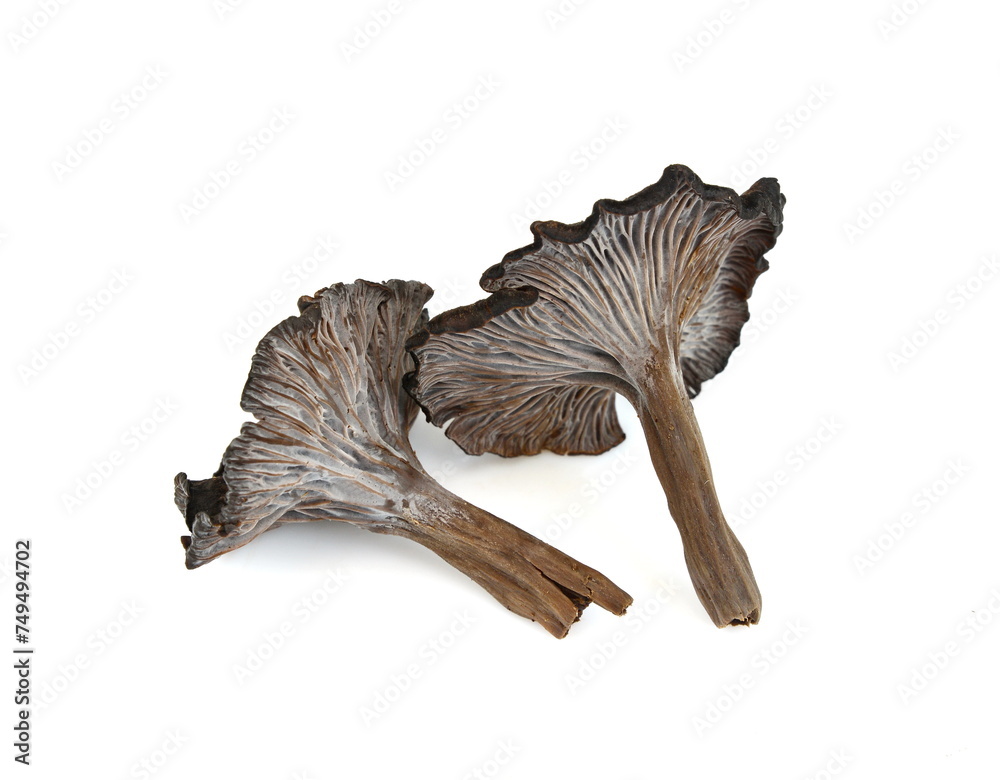 Ταπετσαρία Cantharellus cinereus, the ashen chanterelle isolated on white.